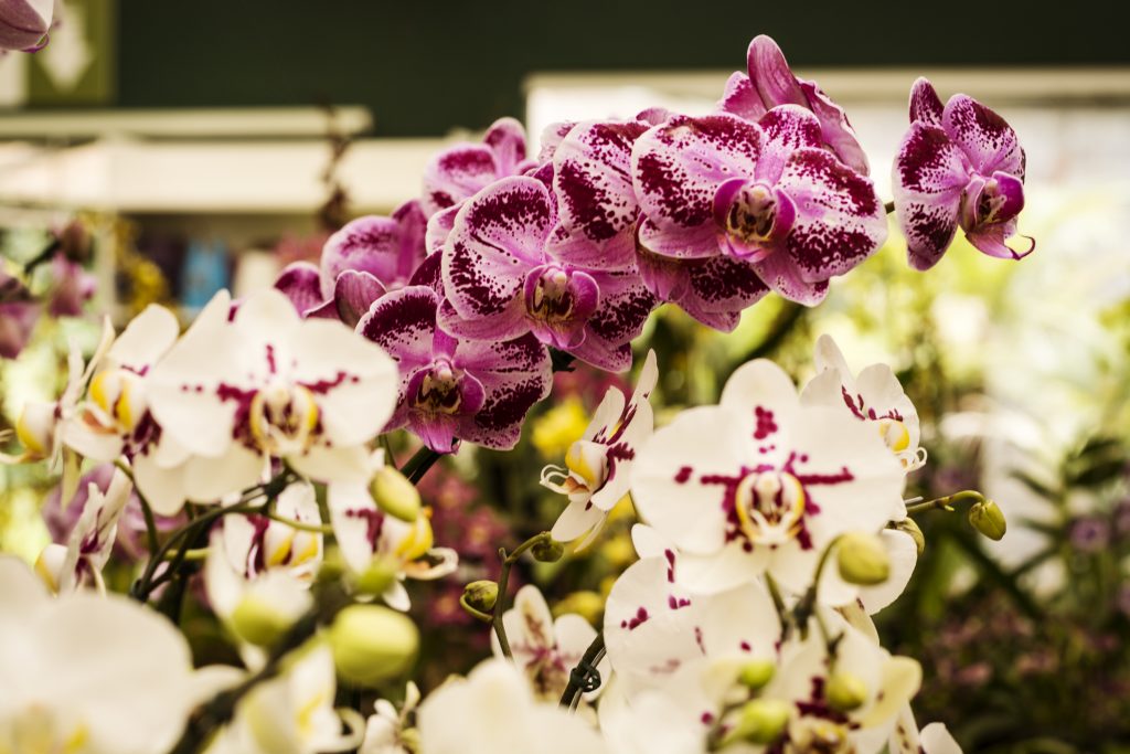 O que você provavelmente não sabia sobre as orquídeas